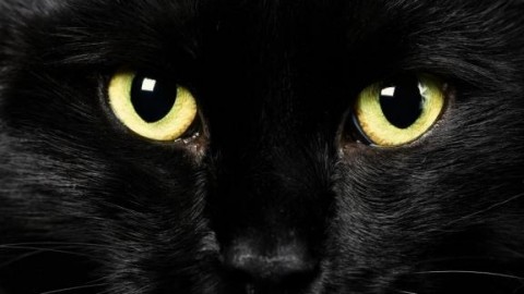 Milano, il gatto Puma diventa protagonista in politica: la storia – Blasting News