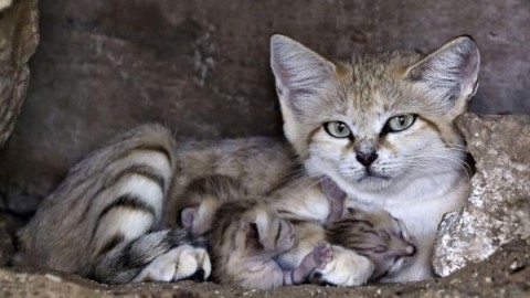 Il gatto: sua maestà il felino re dell'indifferenza – Blasting News
