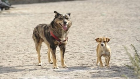 Il calvario dei terremotati che possiedono un cane – Blasting News