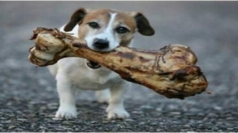 I cani si stanno evolvendo per mangiare il cibo degli esseri umani – Blasting News