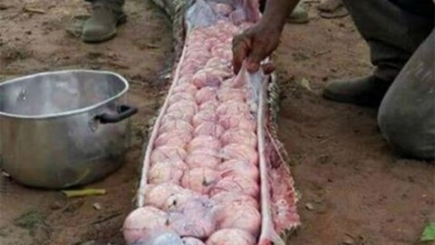 Uccidono serpente gigante, pensando avesse mangiato un vitello … – Fanpage