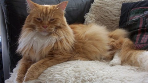 Gli animali più grandi del mondo: cani, gatti e non solo – QNM