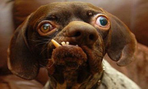 Ug the ugliest