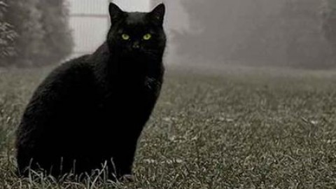 Gatti neri, padroni di Roma: per le strade è record di randagi a pelo … – Affaritaliani.it