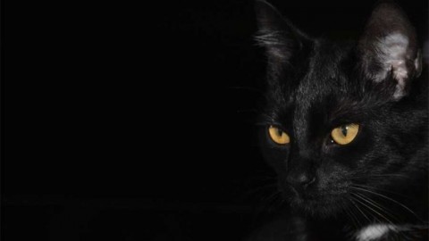17 Novembre: Gatto nero Day – ArezzoWeb.it