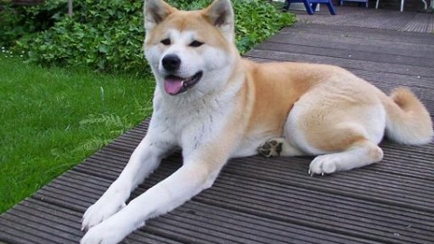 Visita Putin a Tokyo, “gli regaleranno un altro cane” – askanews