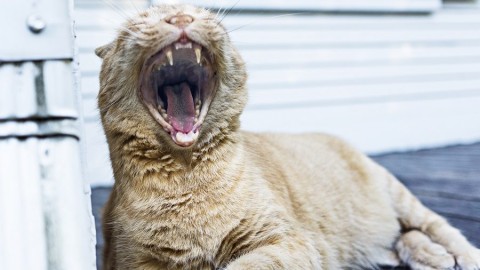 Come dare medicine e compresse al gatto? – Bigodino.it