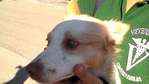 Ben 145 cani microchippati: così San Severo contrasta il randagismo – FoggiaToday