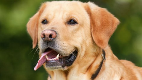L'olfatto canino per la diagnosi del tumore della prostata – Galileo