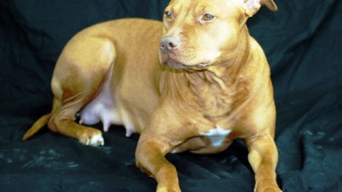 Cani e gatti insieme a Marina di Carrara: “Chi l'ha detto che non si … – gonews
