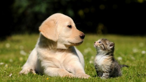 Diabete nei cani e nei gatti, ecco le razze più colpite – Impronta Unika