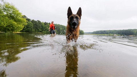 Spunta la tassa sui cani «Si paga se non sterilizzati» – l'Adige – Quotidiano indipendente del Trentino Alto Adige
