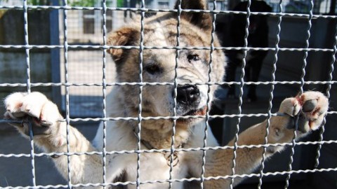 Roccascalegna: un contributo economico per chi adotta un cane – Lanciano News (Comunicati Stampa) (Registrazione) (Blog)