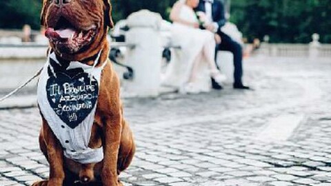 Condividere il giorno del sì anche con i propri cani: una possibile … – La Sicilia