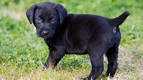 Ok a tassa cani non sterilizzati, ma senza sconti a cacciatori e allevatori