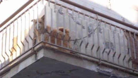 Una vita in catena: la tragica storia dei cani di Lentini – L'Urlo
