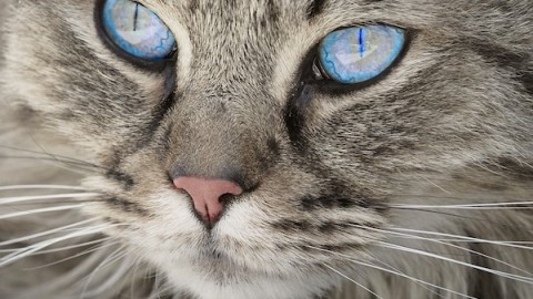 Besana in Brianza: nel weekend in mostra i gatti più belli del mondo – MBnews