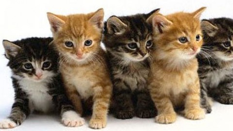 SuperCat Show: Sisma e Scossa, i 2 gatti terremotati, saranno le … – Meteo Web