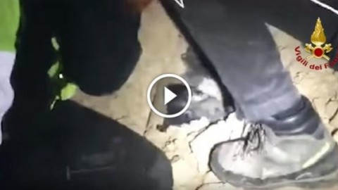 Terremoto Norcia: il commovente salvataggio di un cane sepolto … – Meteo Web