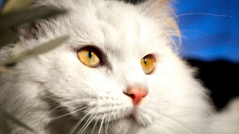 Gatti e rettili in mostra in Brianza – Monza Today