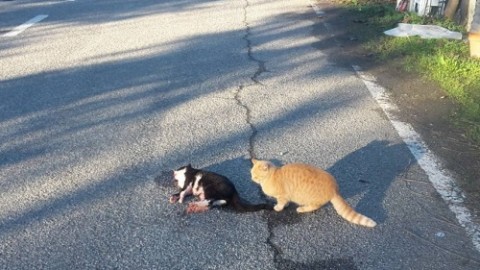 A Crescentino è caccia all'uomo che amazza cani, gatti, galline e polli – La Nuova Periferia