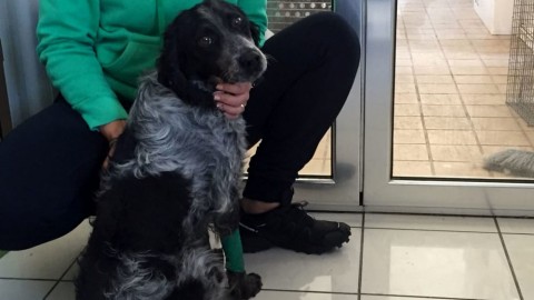Terremoto, storie a lieto fine: sta bene il cane strappato alla morte da … – PerugiaToday