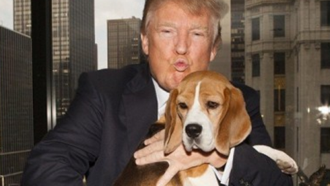 'Presidential Pet'. Arriva Trump: cane o gatto alla Casa Bianca? – Rai News