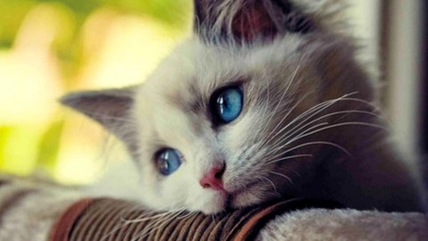 Catturava i gatti con le tagliole e li eviscerava, a processo lo zio … – RiminiToday