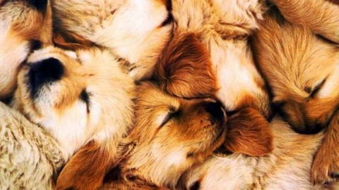 I periodi sensibili del cane: da quello prenatale al giovanile – Riviera24.it