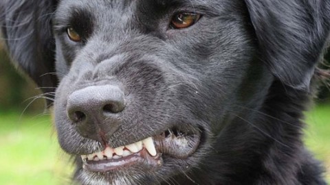Salerno, anziano sbranato dai suoi due cani L'uomo è morto per … – Si24 – Il vostro sito quotidiano