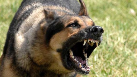 Castellammare – Sbranato da due cani a Battipaglia, 78enne … – StabiaChannel.it