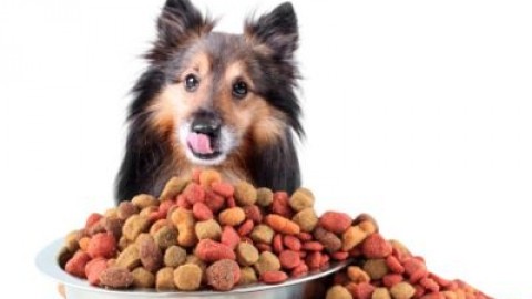 Alimentazione cane: quali sono le basi? – TuttoGreen