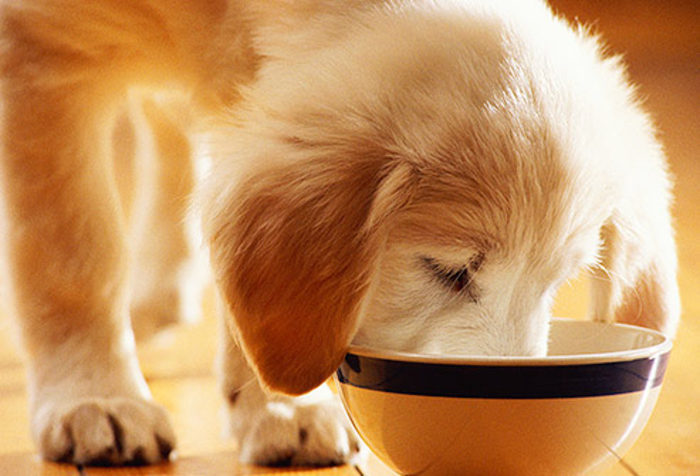 Cibo per cani
