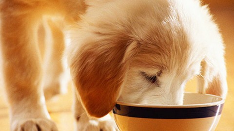 Cibo per cani, come leggere le etichette e scegliere al meglio – TuttoGreen