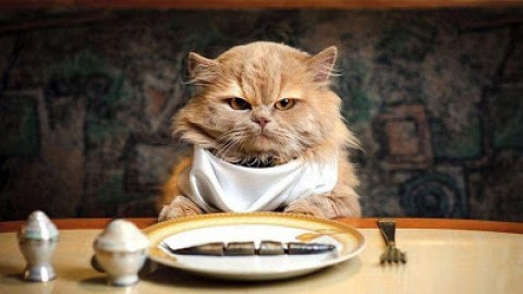 Cosa deve mangiare il gatto