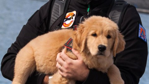 ordinanza e consigli “salva-cani” – Triesteprima.it