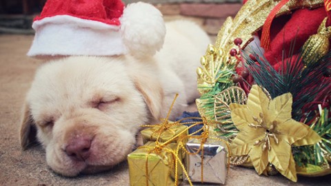 Perché cani e gatti hanno paura dei botti? – GreenStyle
