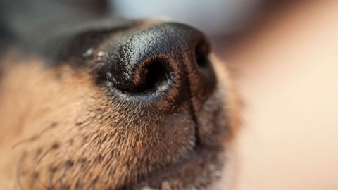 Il naso dei cani è una macchina perfetta: “Imitiamolo per scovare gli … – Il Sole 24 Ore