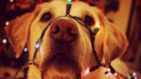 15 cose false che vi hanno detto sui cani – Vanity Fair.it