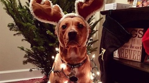 Il cane spiegato a tuo figlio – Vanity Fair.it