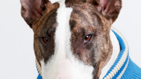 Gatti Vs Cani famosi – Vogue.it