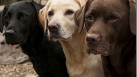 Malattie Genetiche del Labrador