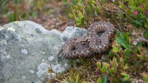Scoperta nuova specie di vipera nelle Alpi biellesi, già in pericolo d … – Notizie IN