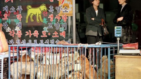 La Corea del Sud ha messo al bando la macellazione di carne di cane – TPI