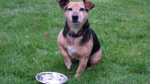 Salmonella nel cibo per cani: rischi anche per l'uomo – Blasting News