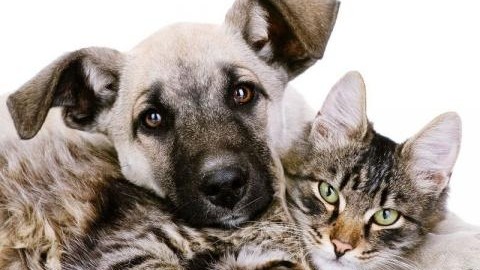 Cani e gatti per allungare la vita: ecco l'elisir di 'eterna giovinezza' – Blasting News