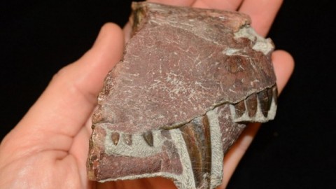 Tumore preistorico: è benigno e risale a 255 milioni di anni fa – Panorama