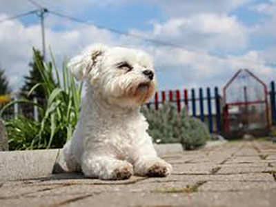 maltese