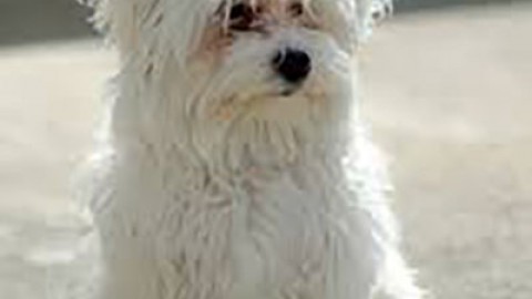Cane Maltese, una delle razze da compagnia più antiche – ChiamamiCittà