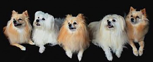 maltese2